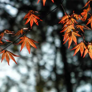 4k Ipad Autumn Leaves