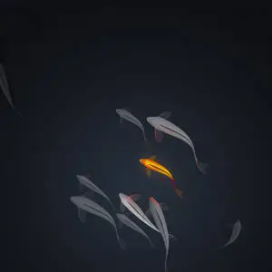 4k Ipad Koi Fish