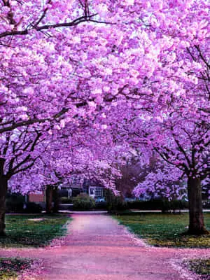 Aesthetic ipad background wrapped with a subtle pink hue. 