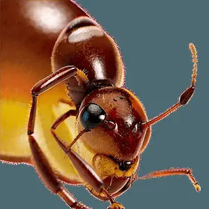 Ant Abstract Art PNG ysp