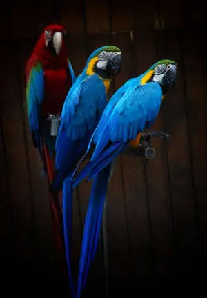 Beautiful Parrots iPad 2021
