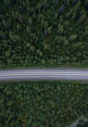  Caption: New iPad 2021 with stunning Forest Road Wallpaper 