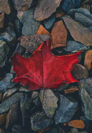 Maple Leaf iPad 2021