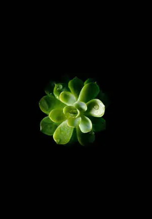 Minimalist Succulent iPad 2021