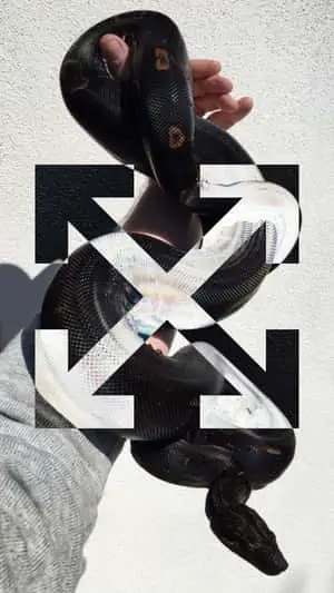 Logo And Snake Off White iPhone