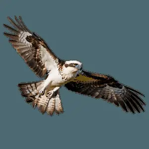 Osprey Hovering Over Water PNG mfn35