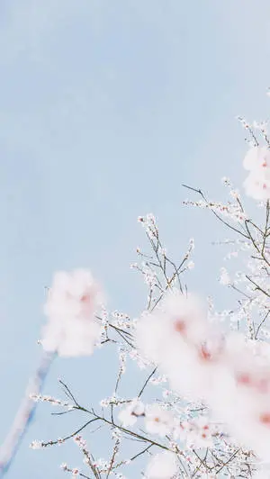Pastel iPad Sakura Flowers