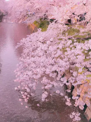 Pastel iPad Sakura Trees Bending 
