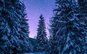 Pine Trees As Official Ipad Theme