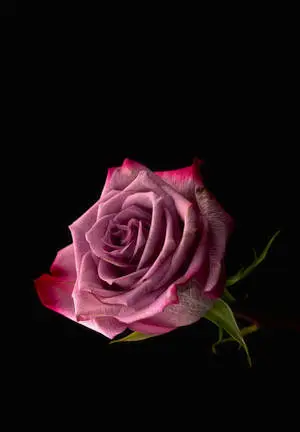 Pink Rose iPad 2021