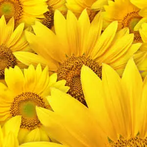 Bright Yellow iPad amidst Vibrant Sunflowers