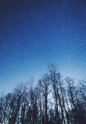 Starry Sky And Trees iPad 2021
