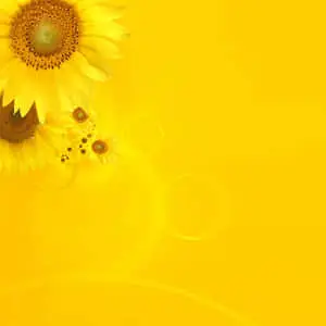 Bright Yellow iPad With Sunflower Display